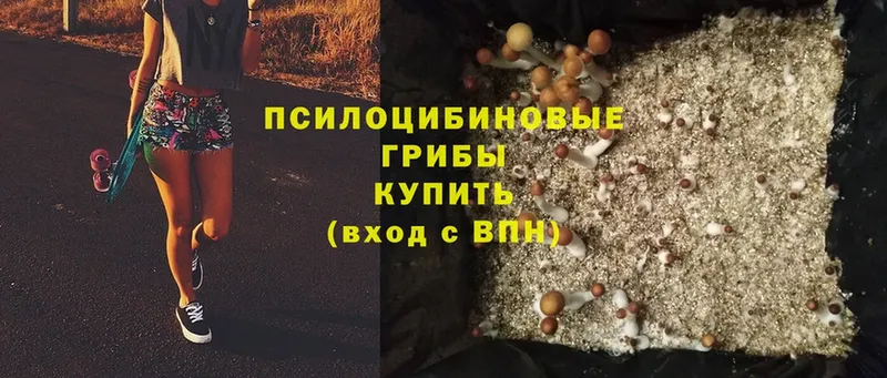 Псилоцибиновые грибы Psilocybe  купить  цена  Демидов 